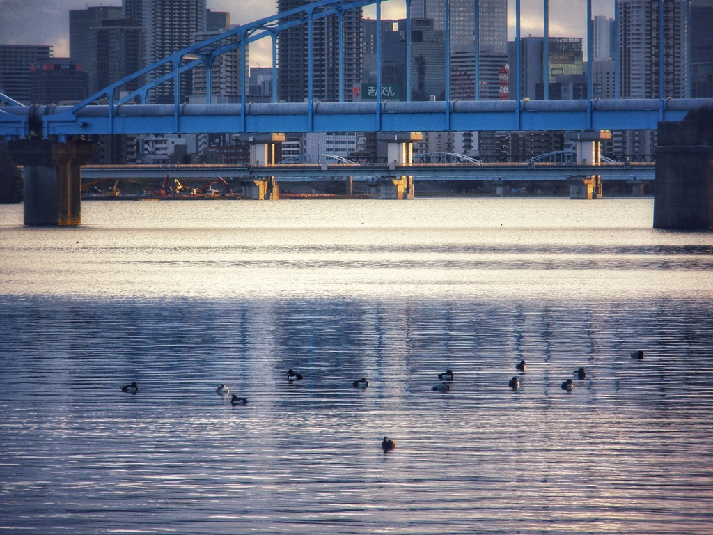 やって来た水鳥