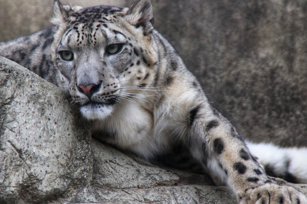 雪ヒョウ