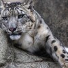 雪ヒョウ
