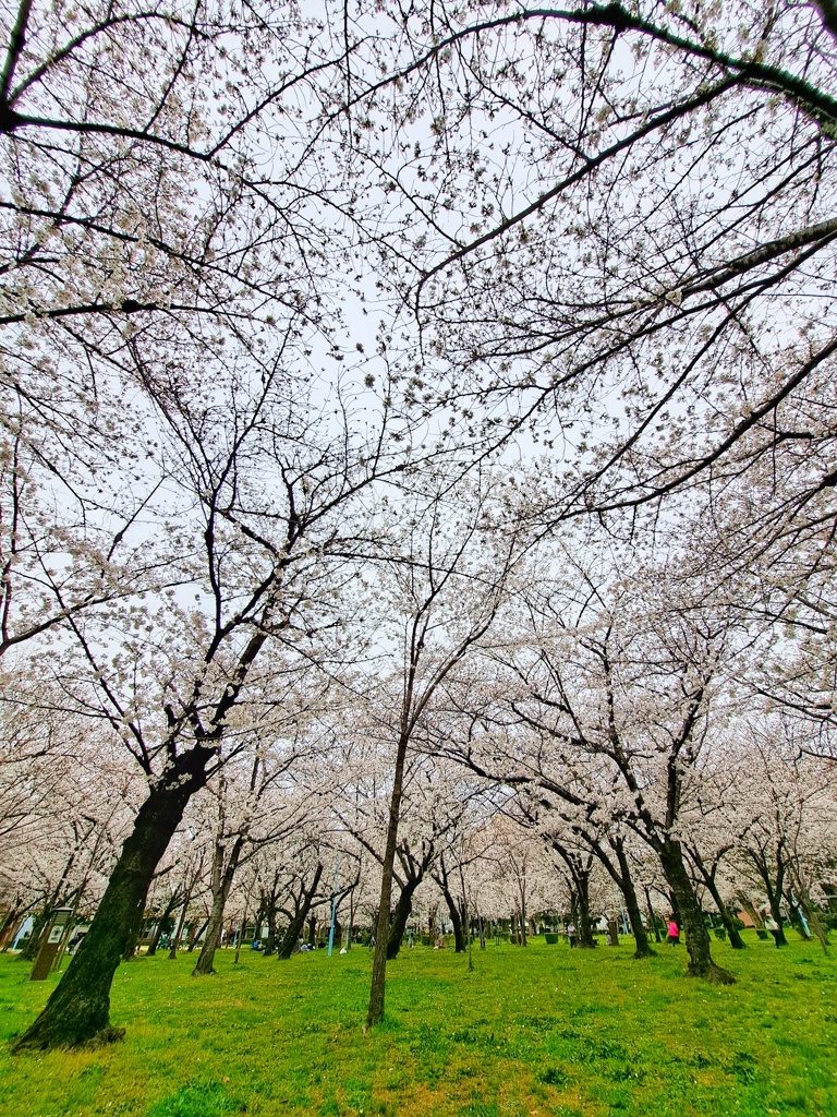 公園の春