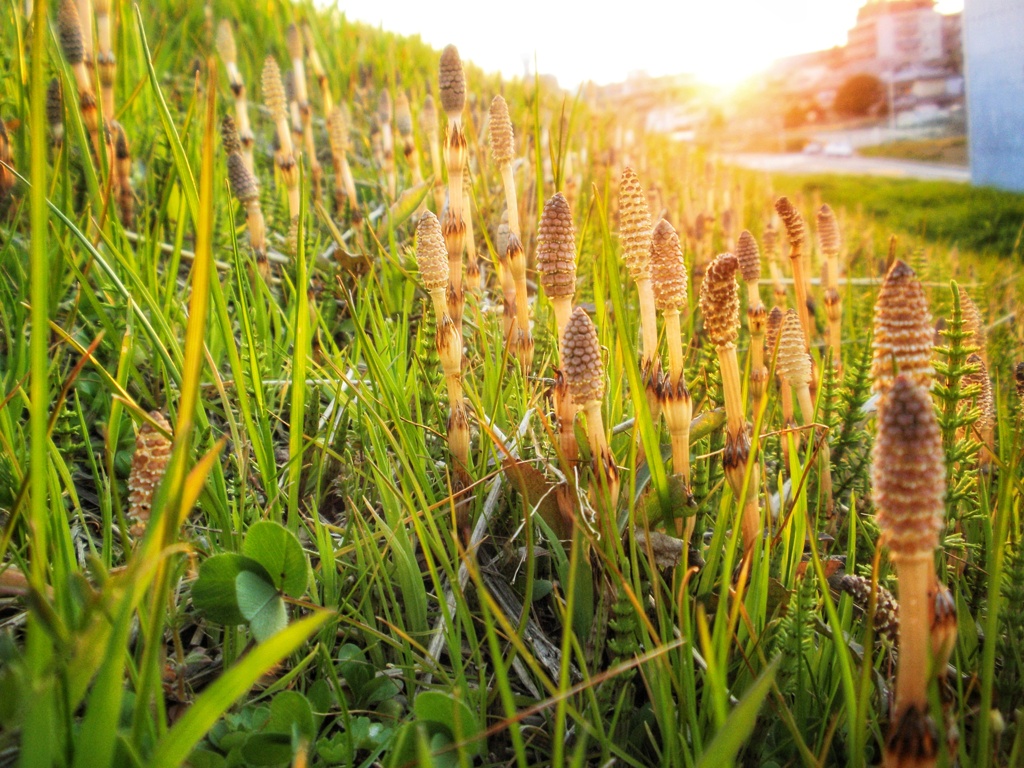土筆の杜