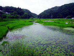 一面の水草