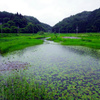 一面の水草