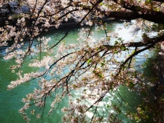 水辺の桜