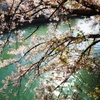 水辺の桜