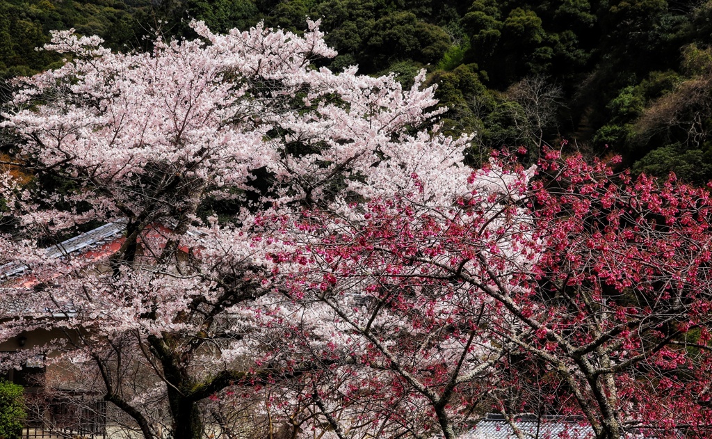 長谷寺の桜