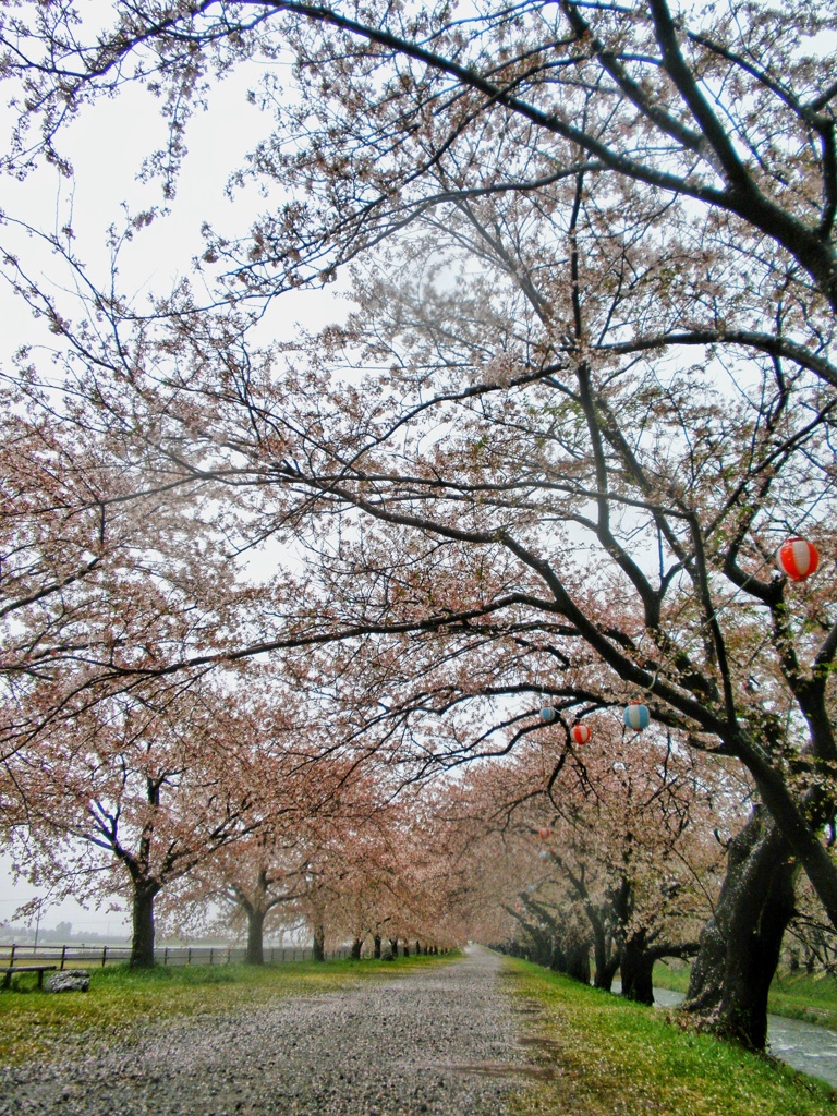 あさひ舟川　桜並木