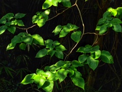 木陰