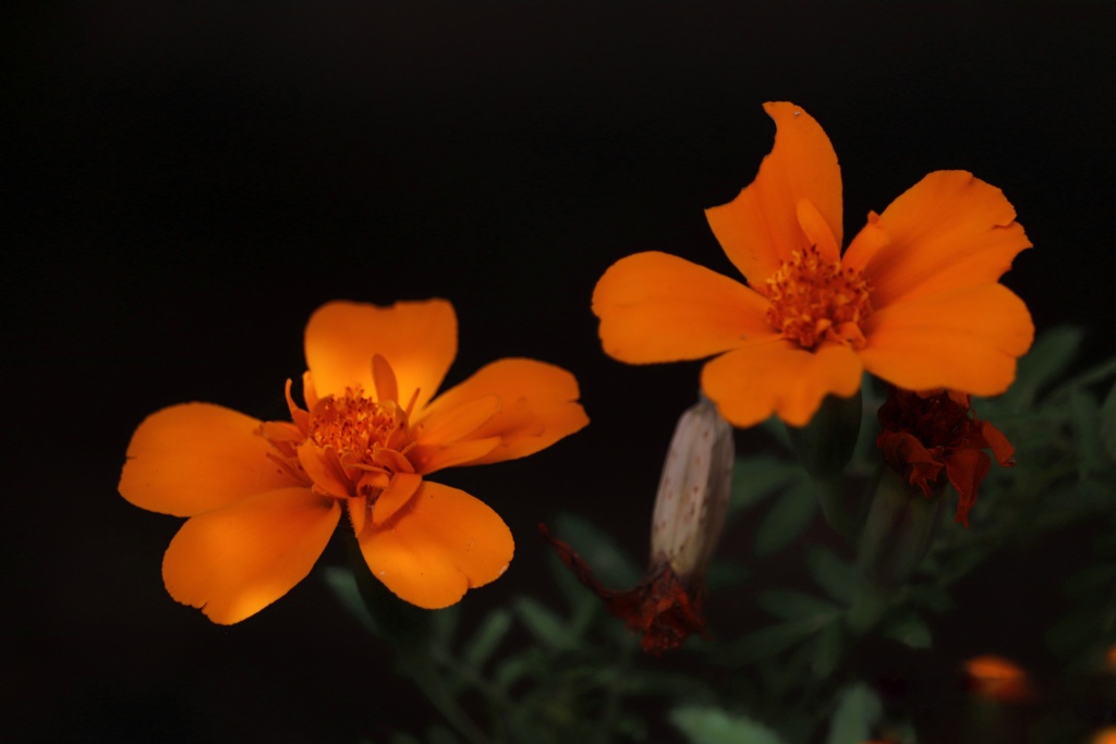Unknown flower