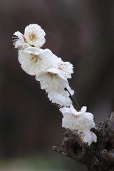 白梅