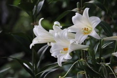 白百合