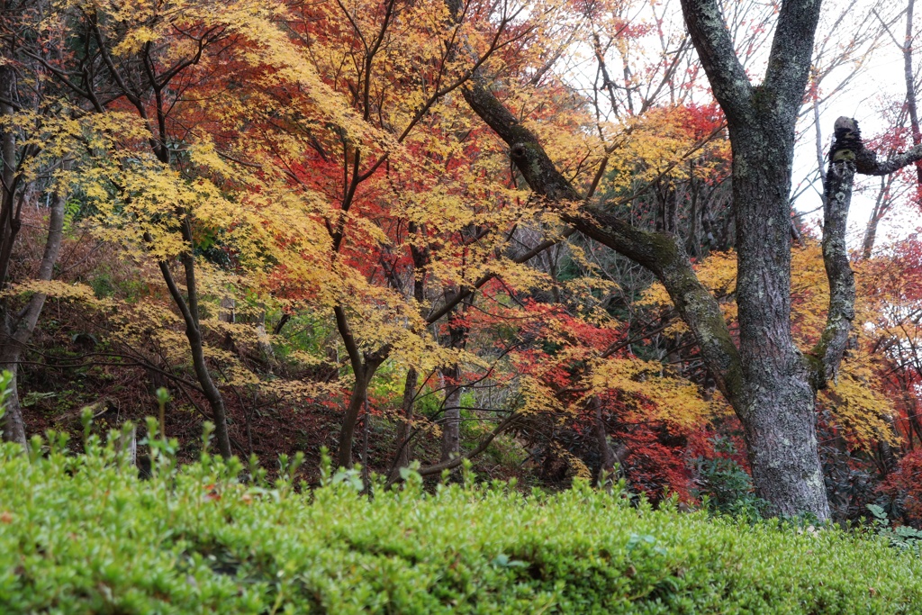 高蔵寺