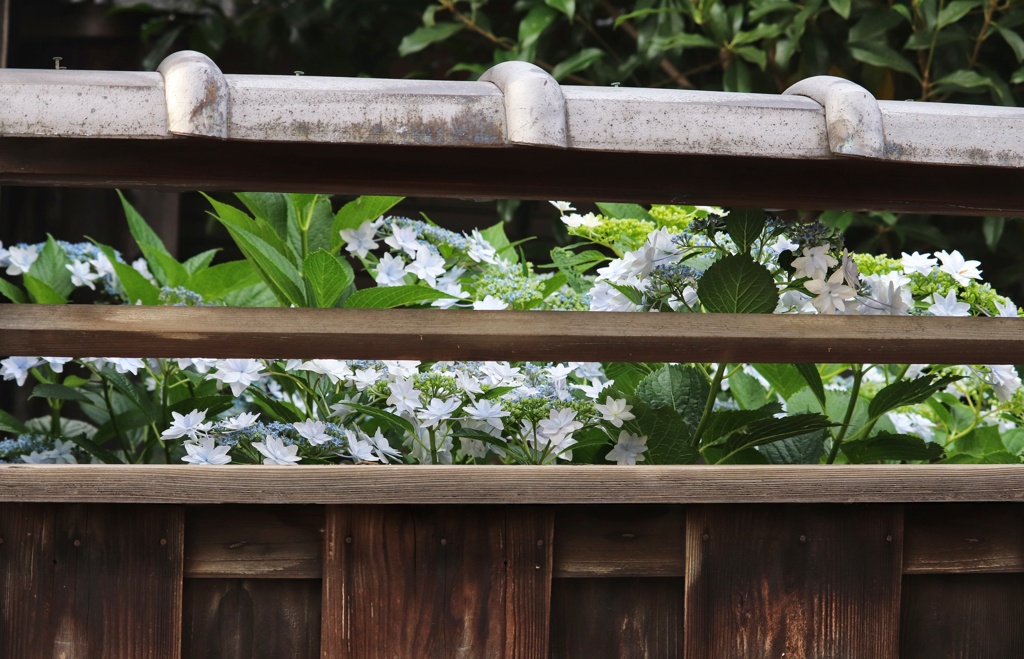 気になる塀の向こう