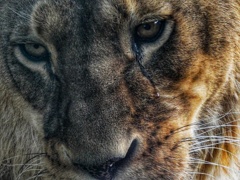 哀愁のひとしずく