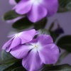 ベランダの花