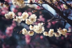 万博記念公園梅林にて