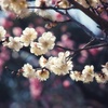 万博記念公園梅林にて