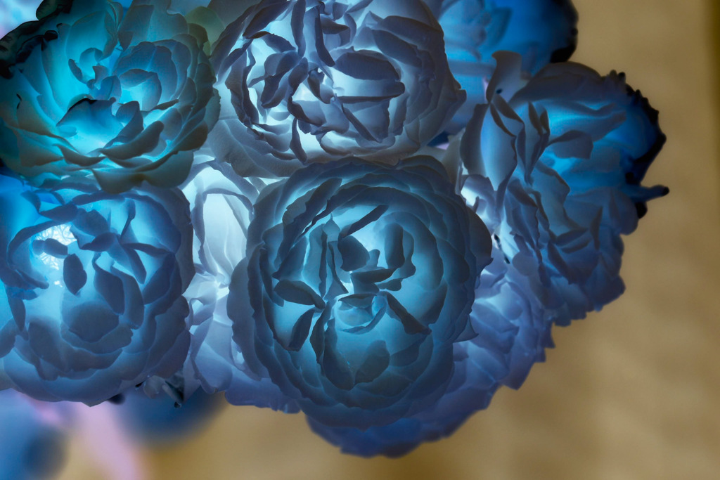 反転の薔薇