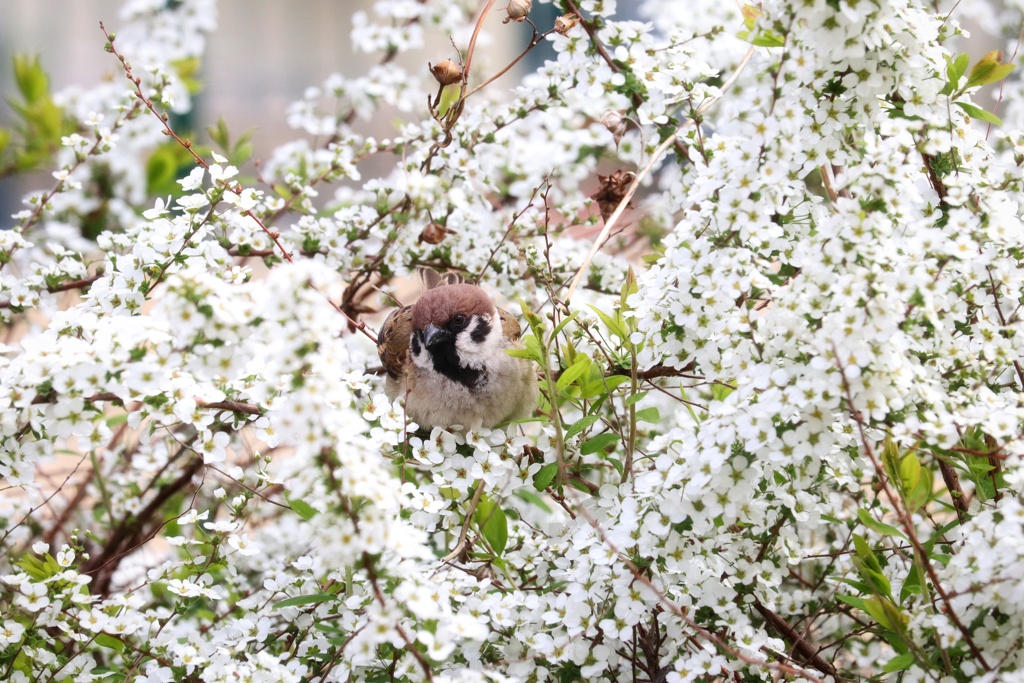 ユキに埋もれるスズメ