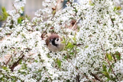 ユキに埋もれるスズメ