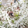 ユキに埋もれるスズメ