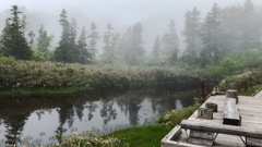 霧の栂池自然園