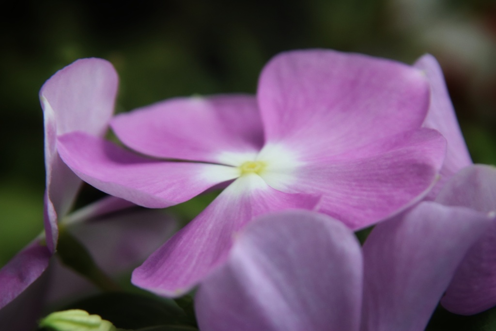 ベランダの花