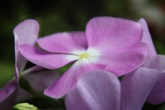 ベランダの花