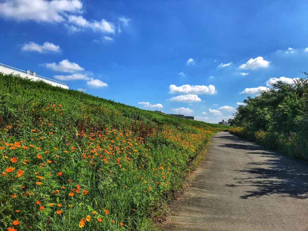 私の散歩道