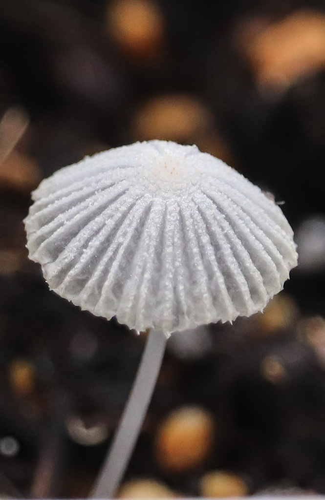 梅雨からの届け物