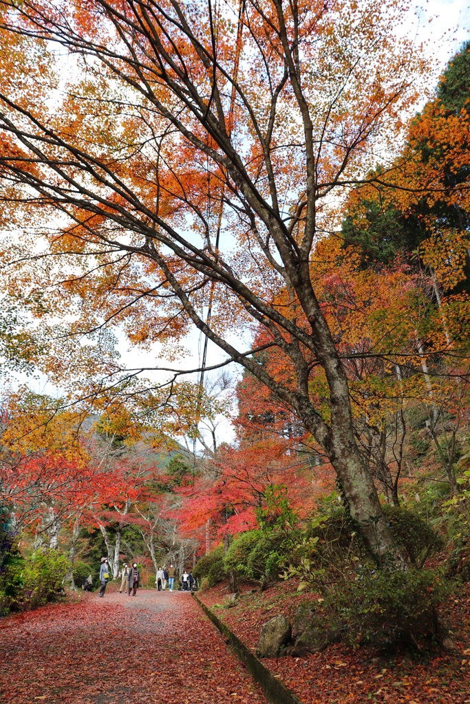 高蔵寺　参道