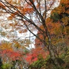 高蔵寺　参道