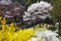二人のための春