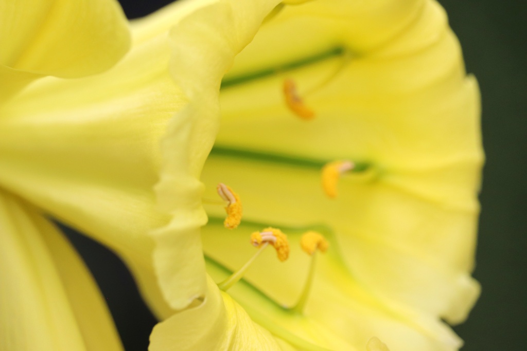 パラモンガイア・ウェベルバウエリ