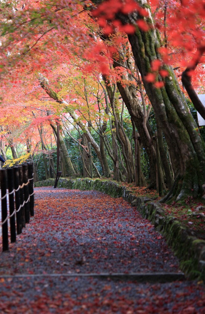 光明寺　紅葉