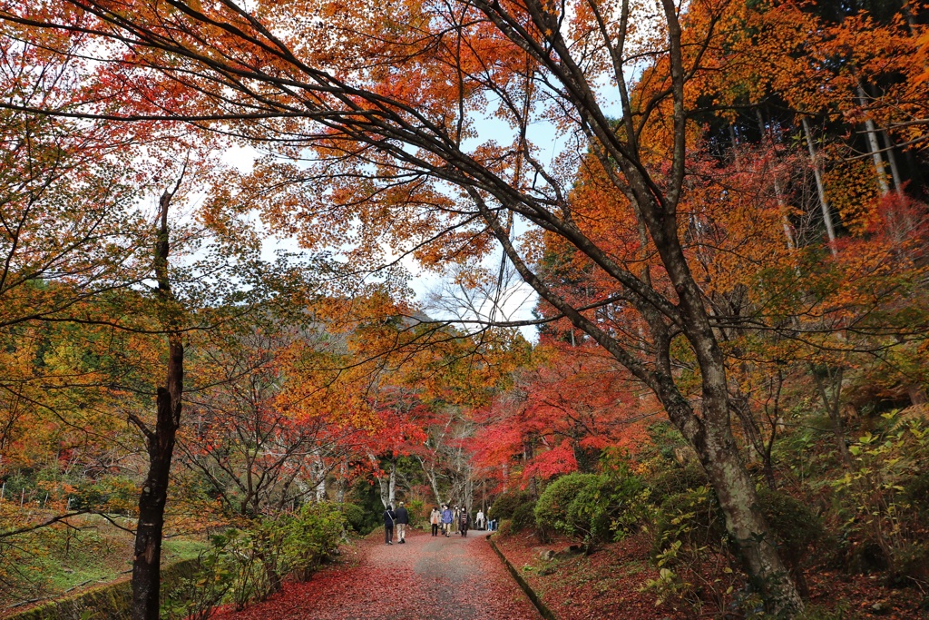 高蔵寺の紅葉