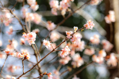 春本番を待ちわびる