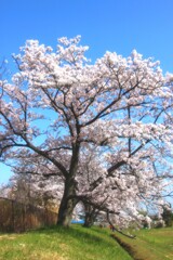 藤原宮跡の桜