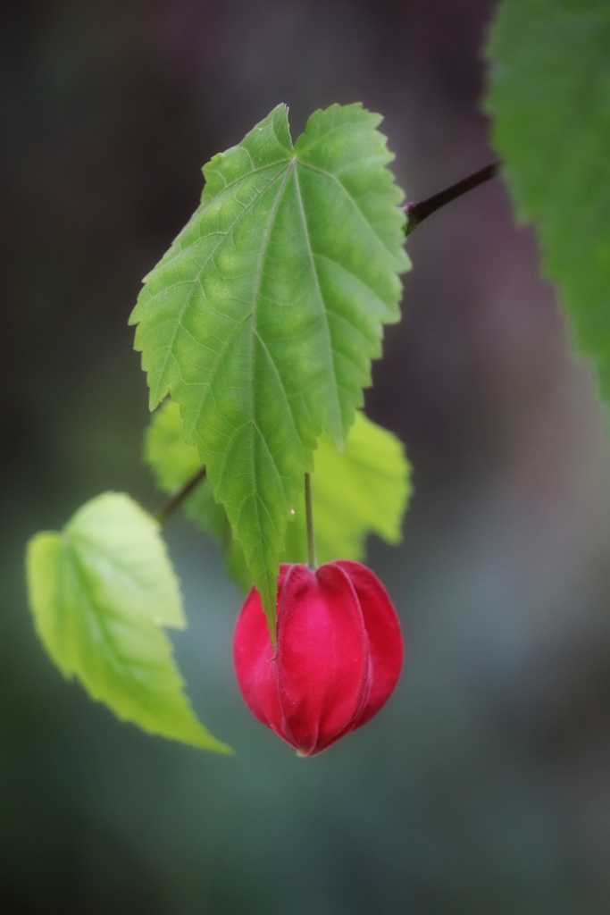 近所の花探し（５）