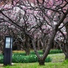 万博記念公園の梅林