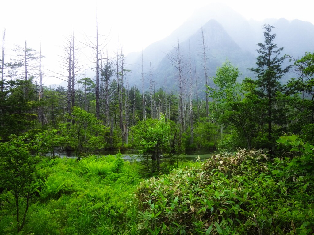小雨に煙る上高地