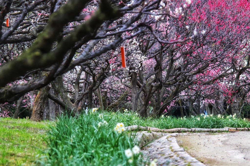 万博記念公園梅園