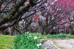 万博記念公園梅園