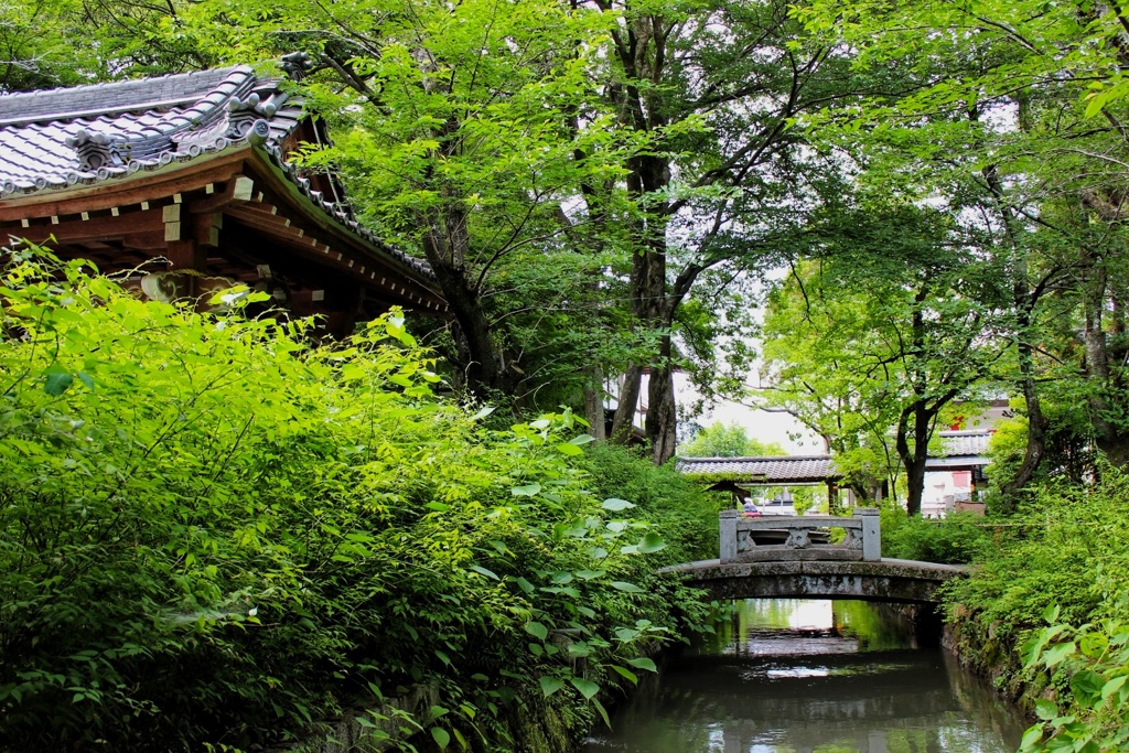 緑の中の石橋