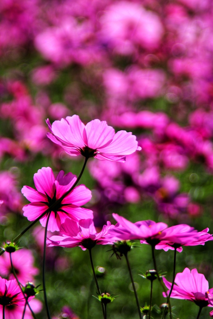 燃える秋桜