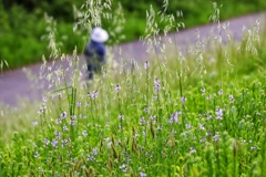 マツバウンランの咲く土手