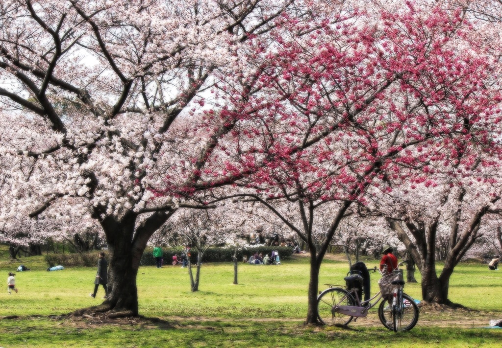 公園の春