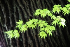 青紅葉