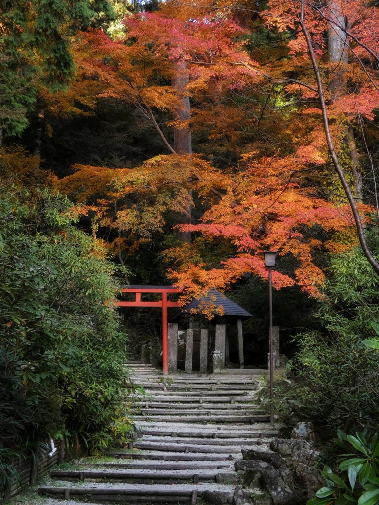 岡寺　紅葉