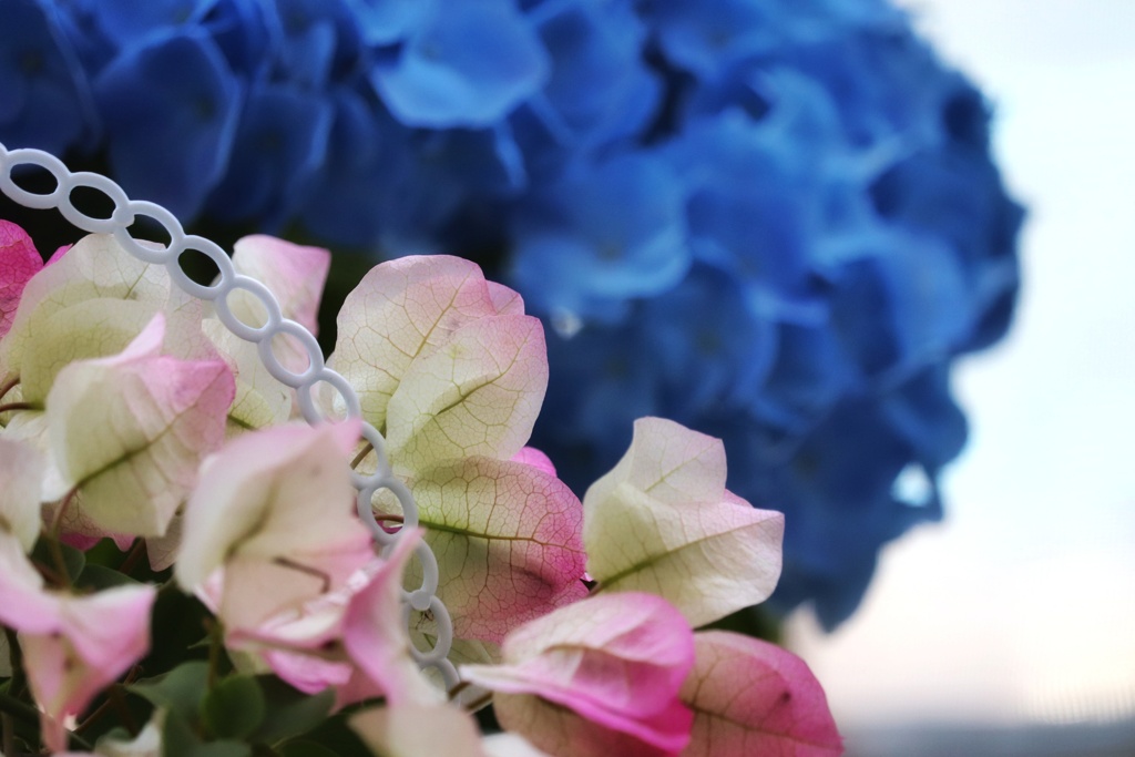 ベランダの花